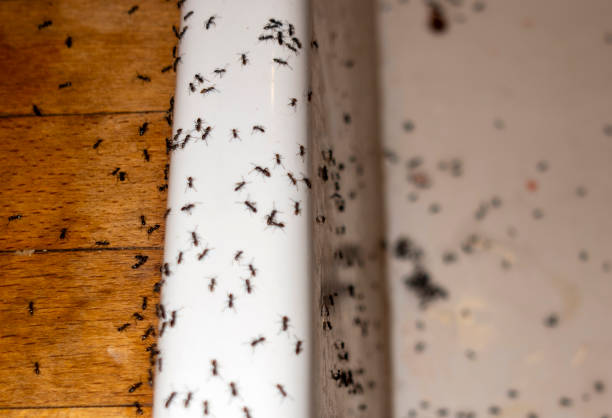 Best Affordable Pest Control Services  in Milford, NE